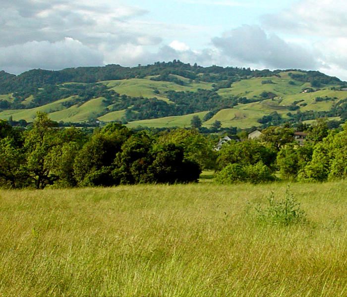 Grass, trees and hill