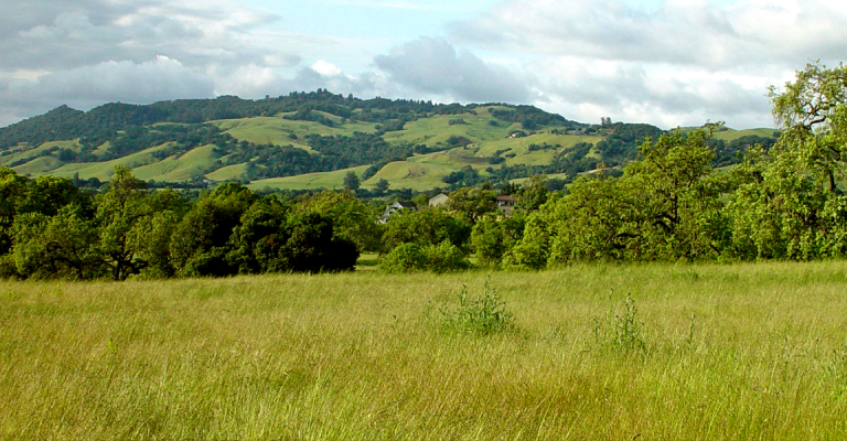 Grass, trees and hill